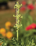 Cast Brass Frog Rain Gauge, Staked